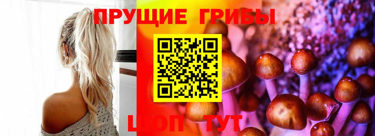 Псилоцибиновые грибы Psilocybine cubensis Новороссийск
